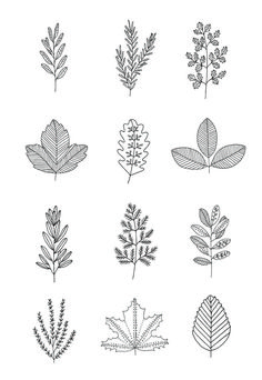 236x342 Ways To Draw Fern Leaves The Illustrai Drawings, Botanical - Fern Leaf Drawing