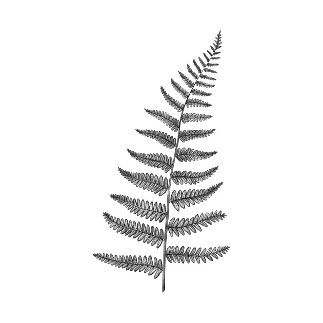 Fern Leaf Drawing at PaintingValley.com | Explore collection of Fern ...