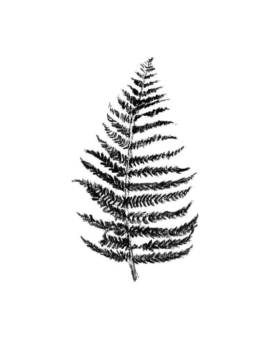 570x713 fern print fern leaf drawing fine art giclee print etsy - Fern Leaf Drawing