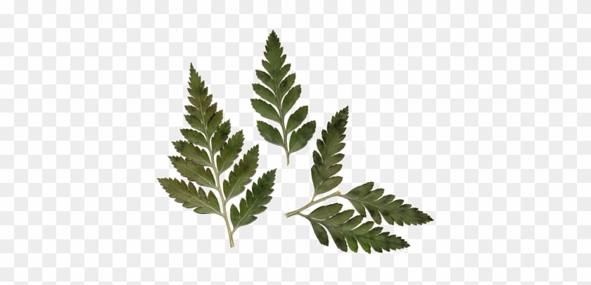 840x405 Hi Res Image Of Leather Leaf Fern - Fern Leaf Drawing