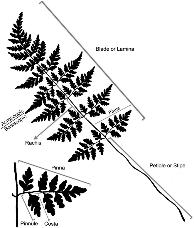 661x775 Terminology Of A Typical Fern Leaf Or Frond Download Scientific - Fern Leaf Drawing