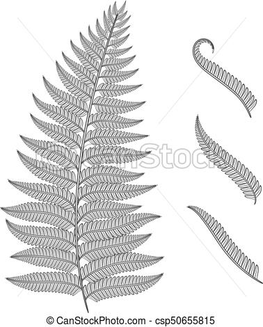 378x470 Black And White Image Of A Fern Leaf Vector Isolated Objects - Fern Leaf Drawing