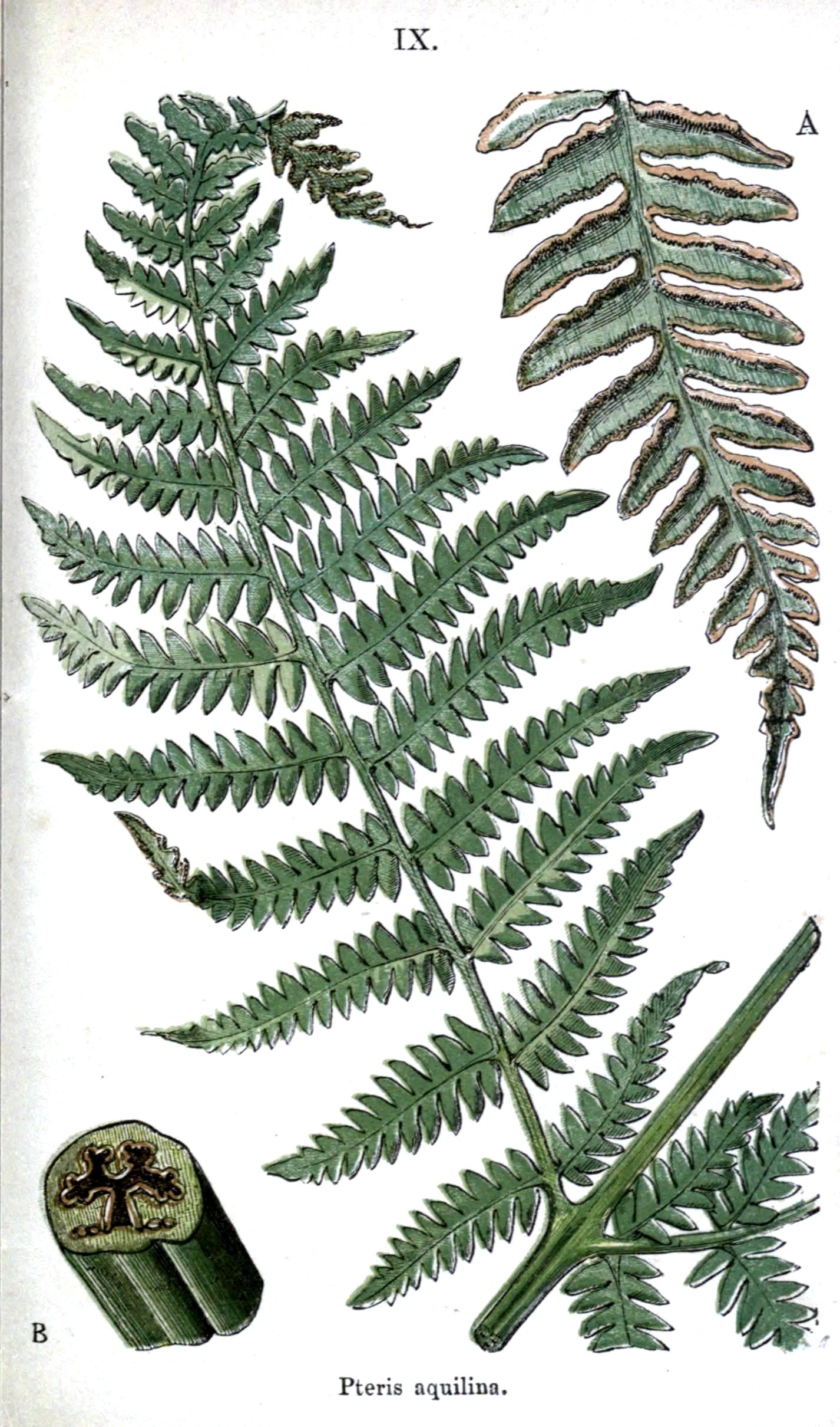 Fern Leaf Drawing at Explore collection of Fern