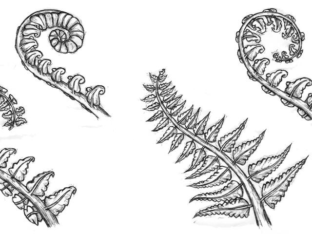 640x480 Drawn Fern Line Drawing - Fern Line Drawing