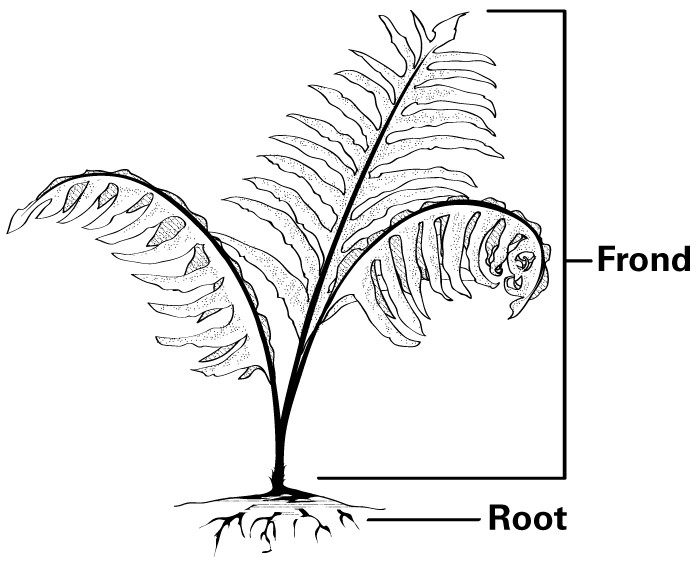 700x571 Drawn Fern Line Drawing - Fern Line Drawing