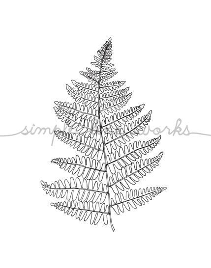 429x546 Fern Line Drawing Reproduction From Original - Fern Line Drawing