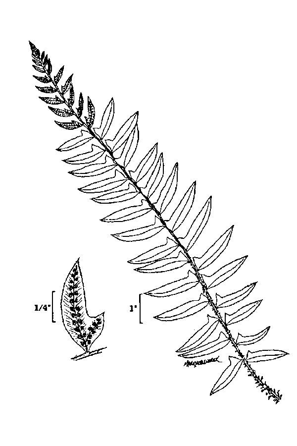 600x900 Gallery For Gt Fern Line Drawing Ferns Drawings, Ferns, Leaf - Fern Line Drawing