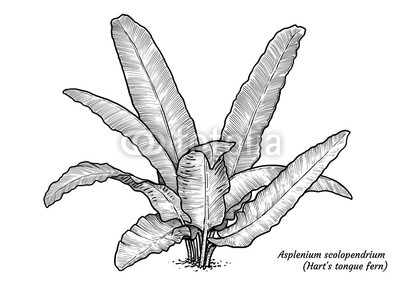 400x283 Hart's Tongue Fern Illustration, Drawing, Engraving, Ink, Line Art - Fern Line Drawing