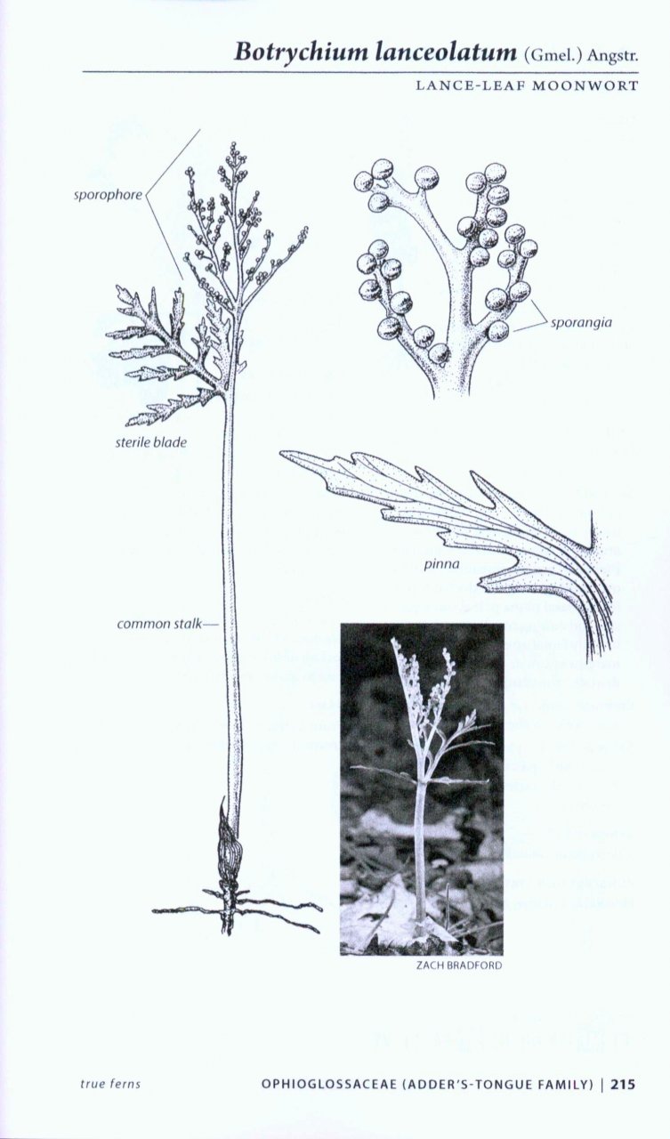 753x1280 Northeast Ferns Nhbs Field Guides Natural History - Fern Line Drawing