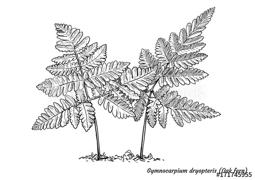 500x354 Oak Fern Illustration, Drawing, Engraving, Ink, Line Art, Vector - Fern Line Drawing