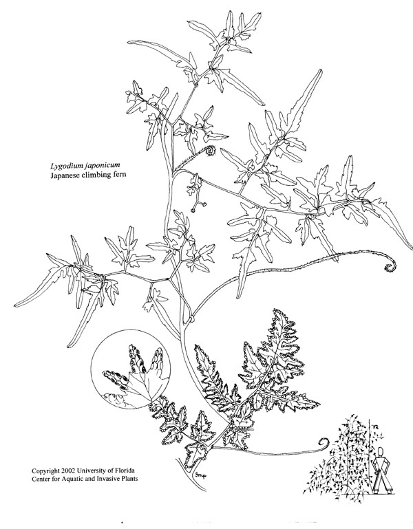 600x769 Plant Line Drawings Ufifas Center For Aquatic And Invasive Plants - Fern Line Drawing