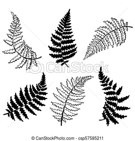 450x470 Vector Botanical Illustration Of Fern Leaf Isolated Outline - Fern Line Drawing