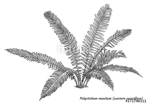 500x354 Western Swordferrn Illustration, Drawing, Engraving, Ink, Line Art - Fern Line Drawing