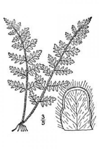 400x600 Woolly Lip Fern Guide - Fern Line Drawing