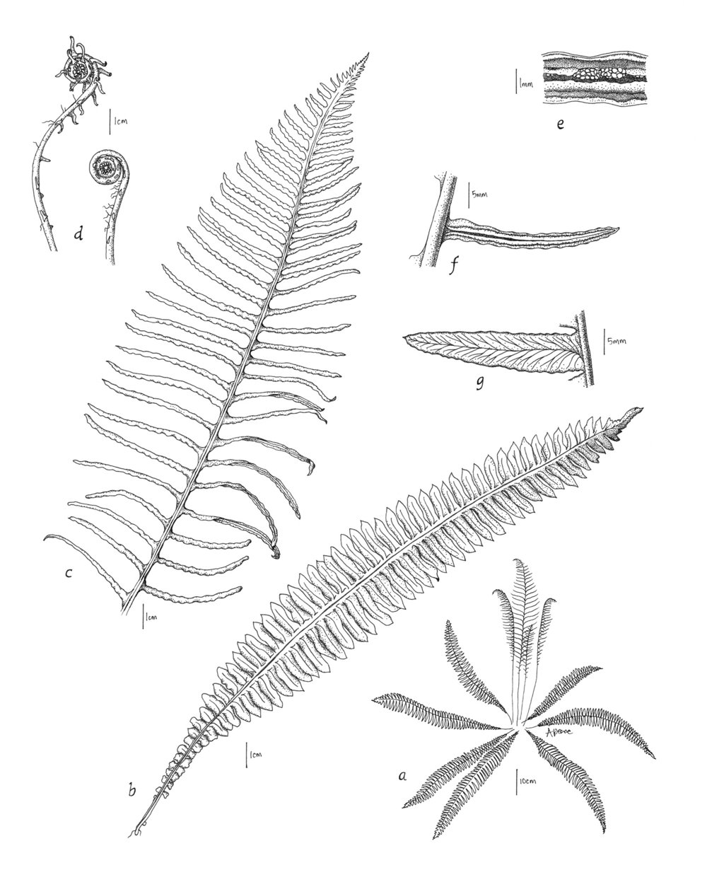 How To Draw A Fern