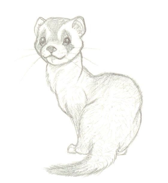 561x613 ferret drawing free download - Ferret Drawing