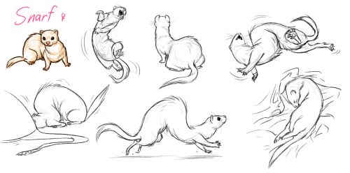 500x248 ferret drawings ferrets and ferretisms and their cousins - Ferret Drawing