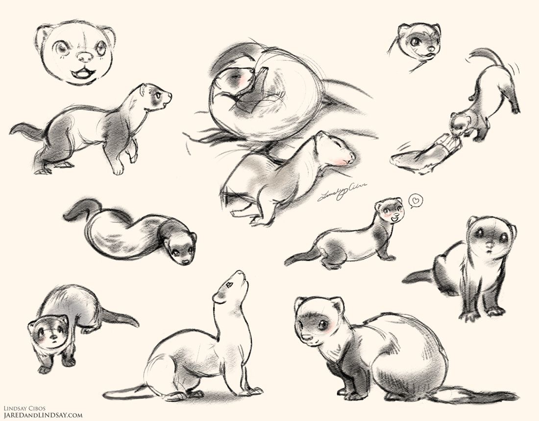 1100x859 ferrets - Ferret Drawing