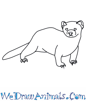 300x350 how to draw a black footed ferret - Ferret Drawing