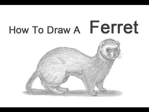 480x360 how to draw a ferret - Ferret Drawing