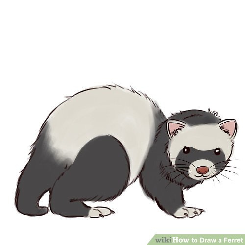 500x500 how to draw a ferret steps - Ferret Drawing