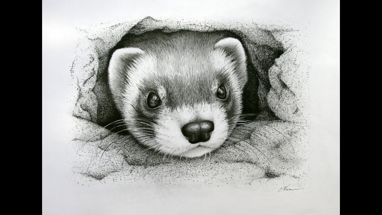Ferret Drawing at Explore collection of Ferret Drawing