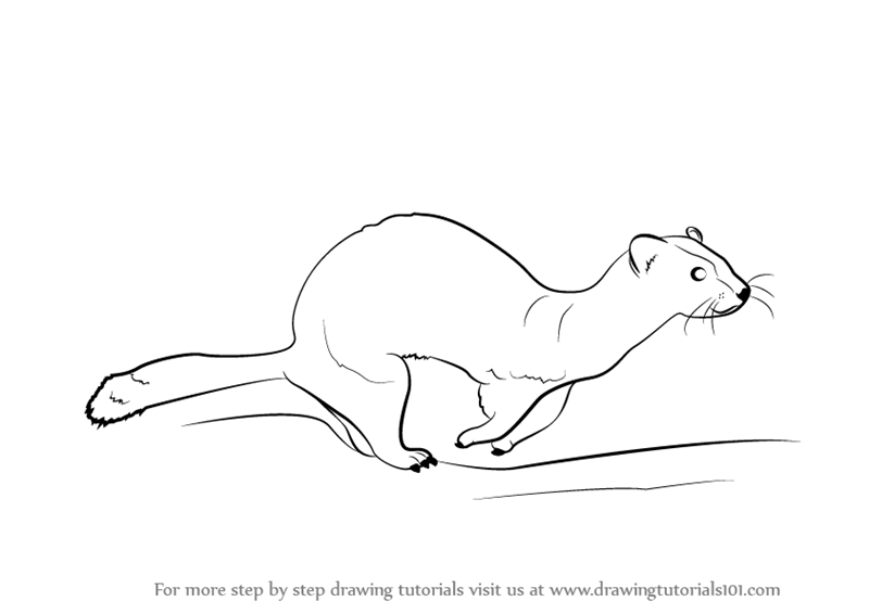 800x566 learn how to draw a ferret - Ferret Drawing