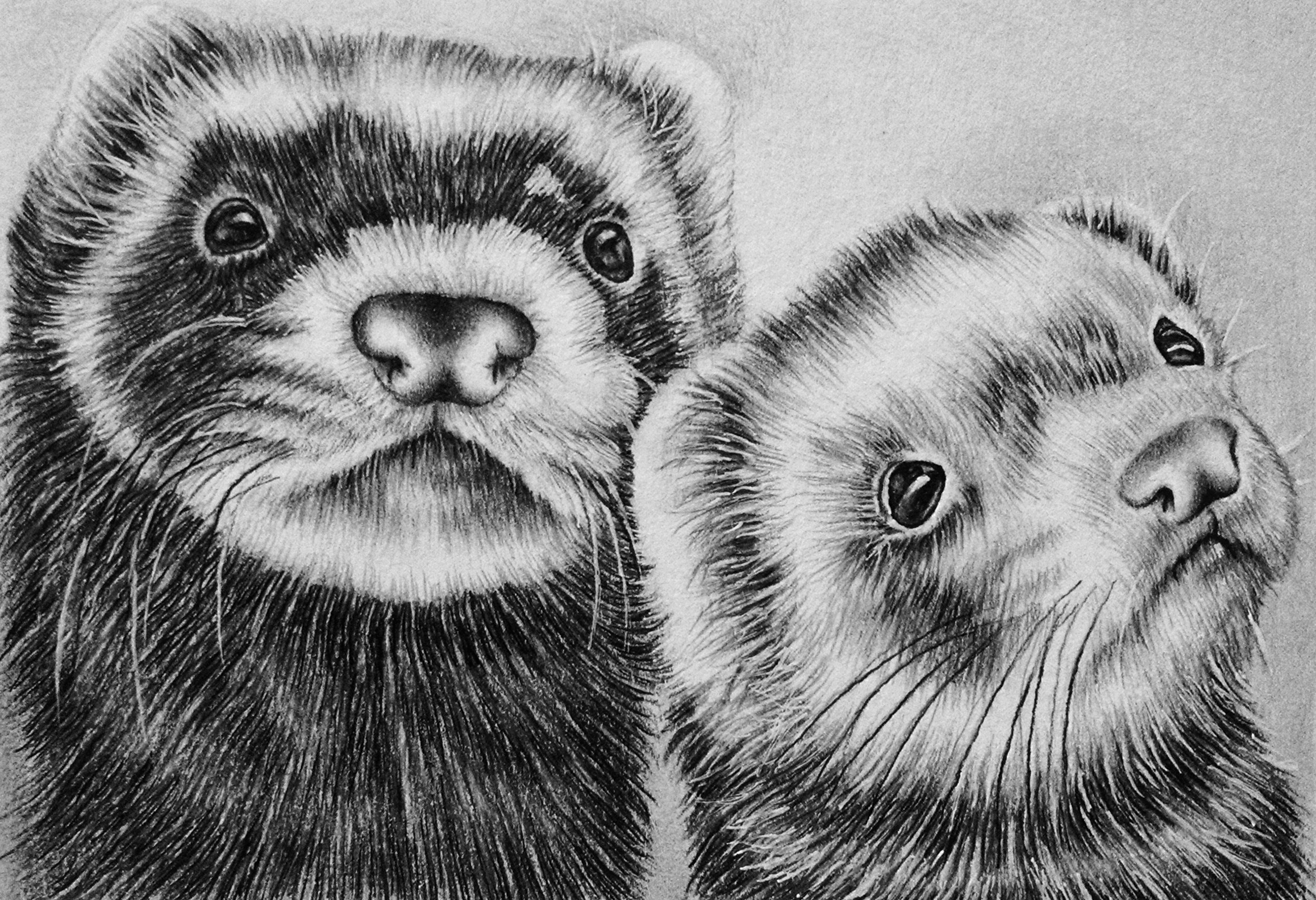 Ferret Drawing at Explore collection of Ferret Drawing