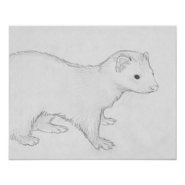 630x630 theo ferret drawing poster zazzle ca - Ferret Drawing