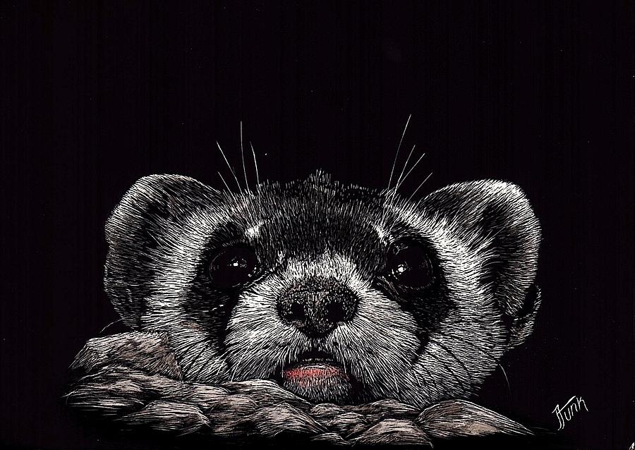 900x638 who me baby ferret drawing - Ferret Drawing