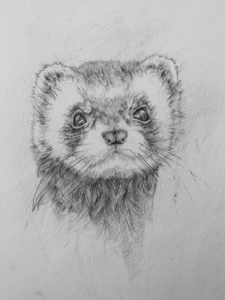 736x983 ferret drawing - Ferret Drawing