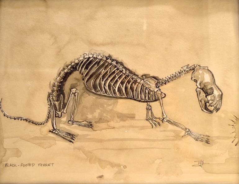770x594 black footed ferret drawing - Ferret Drawing