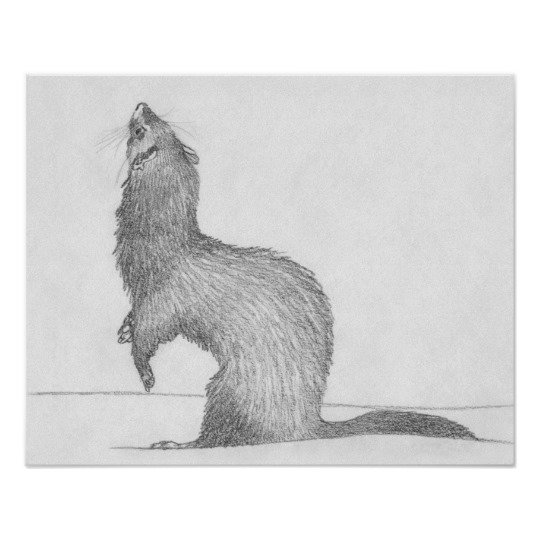 Collection 94+ Pictures how to draw a ferret step by step Excellent