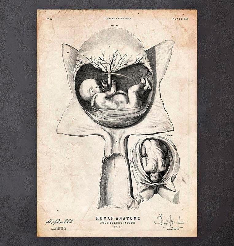 762x800 fetus anatomy drawing - Fetus Drawing