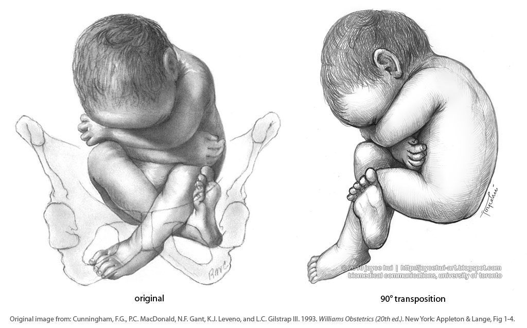 1024x639 fetus drawing free download - Fetus Drawing