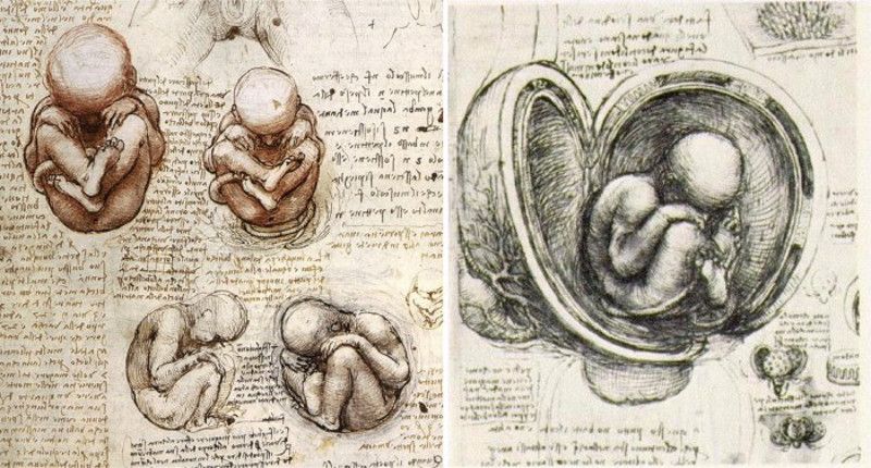 800x430 human fetus drawing leonardo fetus art, renaissance c - Fetus Drawing