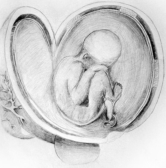 558x566 human fetus drawing - Fetus Drawing