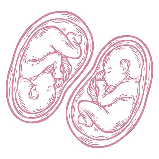 550x550 human twins fetus concept hand drawn vector illustration prenatal - Fetus Drawing