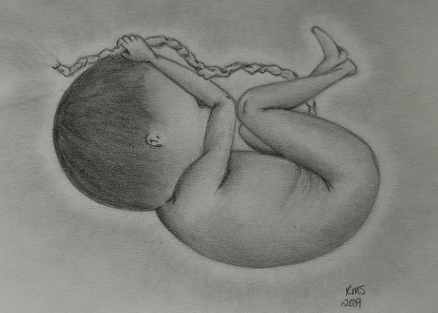 900x642 life in pencil drawing - Fetus Drawing