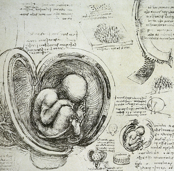 600x589 the human fetus in the womb poster - Fetus Drawing