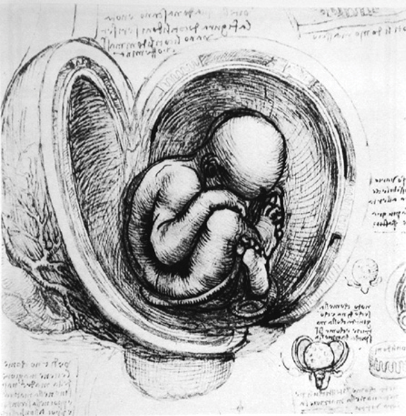 585x600 a drawing of the cavity of the uterus with fetus in situ - Fetus Drawing
