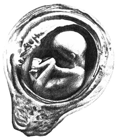 400x463 Embryo Design - Fetus In Womb Drawing
