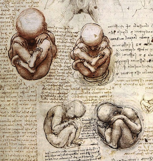510x538 Leonardo Da Vinci's Groundbreaking Drawings Of The Unborn - Fetus In Womb Drawing