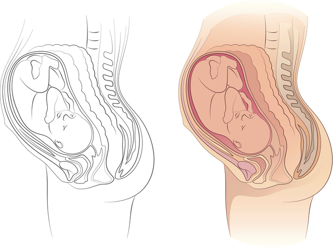 685x510 organs getting squashed during pregnancy - Fetus In Womb Drawing