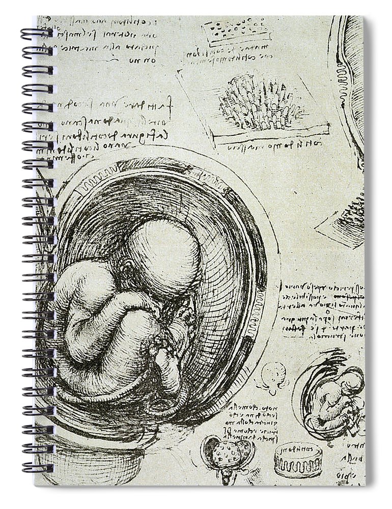 770x1000 The Human Fetus In The Womb Spiral Notebook For Sale - Fetus In Womb Drawing