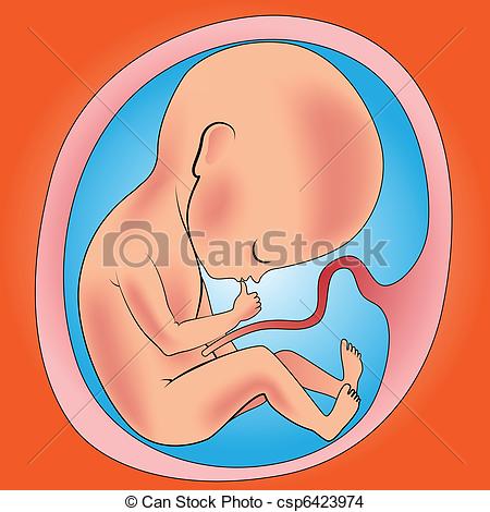 450x470 Fetus In Womb Drawing - Fetus In Womb Drawing