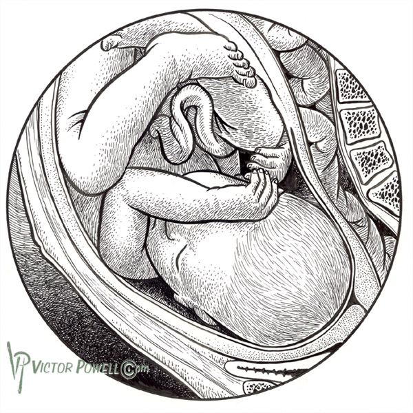 600x600 Fetus Drawing Utero Drawing For Free Download - Fetus In Womb Drawing
