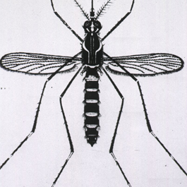 265x265 Yellow Fever History Of Vaccines - Fever Drawing