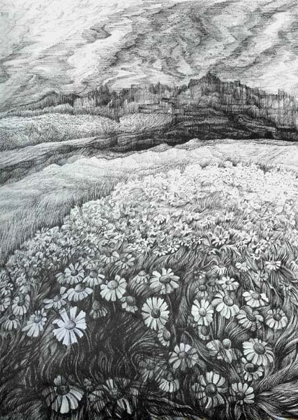 427x600 Spring Field Of Flowers - Field Drawing