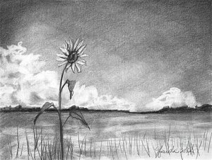 300x226 Sunflower Cloud Drawing - Field Drawing